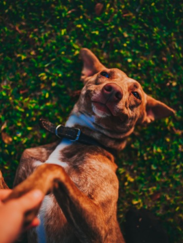 Hotéis pet friendly em Holambra, São Paulo