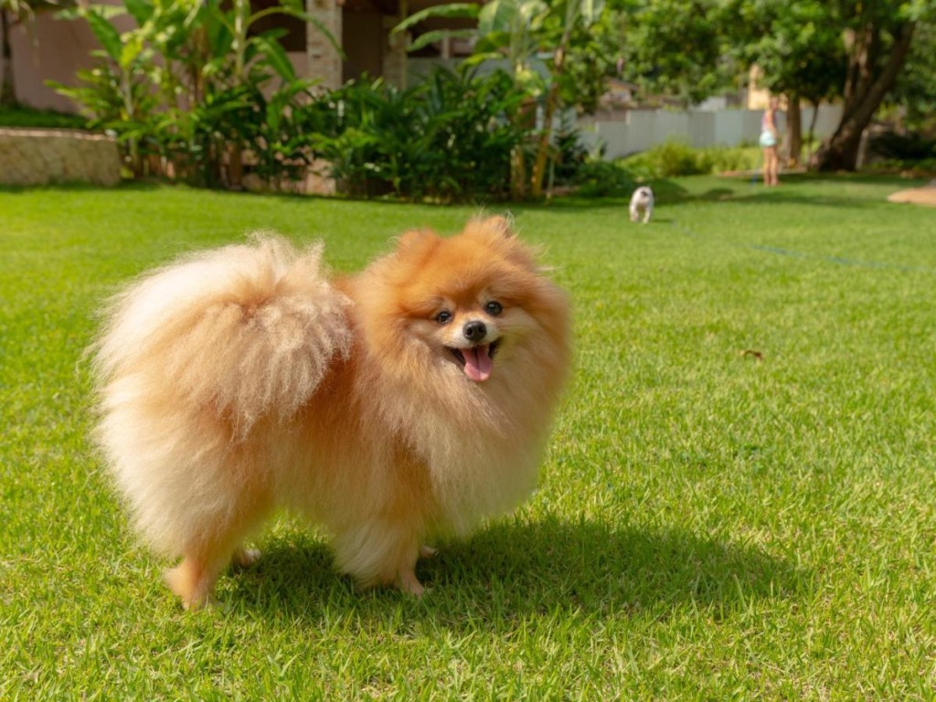 Hotéis e Pousadas Pet friendly em Ilhabela SP